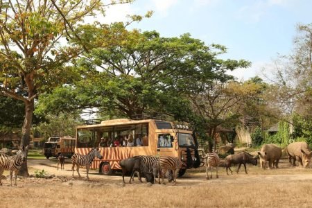 Must-do Activities at Bali Safari & Marine Park